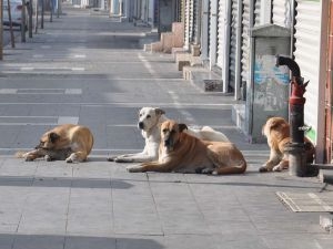 Sokak köpeklerinin yaydığı hastalıklar ölümlere neden oluyor!