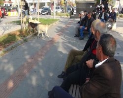Cumhurbaşkanının talimatına rağmen sokak köpeklerinin toplatılmamasına tepki!